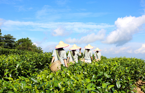 新兴县茶园和采茶女。